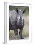 Young White Rhinoceros (Ceratotherium Simum), Kruger National Park, South Africa, Africa-James Hager-Framed Photographic Print