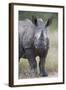 Young White Rhinoceros (Ceratotherium Simum), Kruger National Park, South Africa, Africa-James Hager-Framed Photographic Print