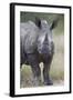 Young White Rhinoceros (Ceratotherium Simum), Kruger National Park, South Africa, Africa-James Hager-Framed Photographic Print