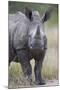 Young White Rhinoceros (Ceratotherium Simum), Kruger National Park, South Africa, Africa-James Hager-Mounted Photographic Print