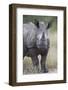 Young White Rhinoceros (Ceratotherium Simum), Kruger National Park, South Africa, Africa-James Hager-Framed Photographic Print