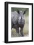 Young White Rhinoceros (Ceratotherium Simum), Kruger National Park, South Africa, Africa-James Hager-Framed Photographic Print