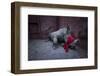 Young White rhinoceros in a reinforced steel boma, before being released into the wild-Neil Aldridge-Framed Photographic Print