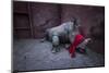 Young White rhinoceros in a reinforced steel boma, before being released into the wild-Neil Aldridge-Mounted Photographic Print