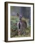 Young White-tailed deer alert, Finland-Jussi Murtosaari-Framed Photographic Print