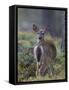 Young White-tailed deer alert, Finland-Jussi Murtosaari-Framed Stretched Canvas