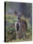 Young White-tailed deer alert, Finland-Jussi Murtosaari-Stretched Canvas