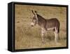 Young Wild Burro (Donkey) (Equus Asinus) (Equus Africanus Asinus)-James Hager-Framed Stretched Canvas