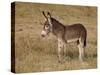 Young Wild Burro (Donkey) (Equus Asinus) (Equus Africanus Asinus)-James Hager-Stretched Canvas