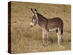 Young Wild Burro (Donkey) (Equus Asinus) (Equus Africanus Asinus)-James Hager-Stretched Canvas