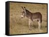 Young Wild Burro (Donkey) (Equus Asinus) (Equus Africanus Asinus)-James Hager-Framed Stretched Canvas