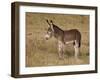 Young Wild Burro (Donkey) (Equus Asinus) (Equus Africanus Asinus)-James Hager-Framed Photographic Print