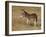 Young Wild Burro (Donkey) (Equus Asinus) (Equus Africanus Asinus)-James Hager-Framed Photographic Print