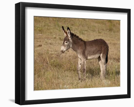 Young Wild Burro (Donkey) (Equus Asinus) (Equus Africanus Asinus)-James Hager-Framed Photographic Print