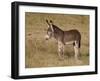 Young Wild Burro (Donkey) (Equus Asinus) (Equus Africanus Asinus)-James Hager-Framed Photographic Print