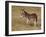 Young Wild Burro (Donkey) (Equus Asinus) (Equus Africanus Asinus)-James Hager-Framed Photographic Print