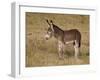 Young Wild Burro (Donkey) (Equus Asinus) (Equus Africanus Asinus)-James Hager-Framed Photographic Print