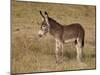 Young Wild Burro (Donkey) (Equus Asinus) (Equus Africanus Asinus)-James Hager-Mounted Photographic Print