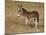 Young Wild Burro (Donkey) (Equus Asinus) (Equus Africanus Asinus)-James Hager-Mounted Photographic Print