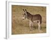 Young Wild Burro (Donkey) (Equus Asinus) (Equus Africanus Asinus)-James Hager-Framed Photographic Print