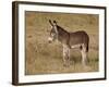 Young Wild Burro (Donkey) (Equus Asinus) (Equus Africanus Asinus)-James Hager-Framed Photographic Print