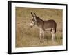 Young Wild Burro (Donkey) (Equus Asinus) (Equus Africanus Asinus)-James Hager-Framed Photographic Print