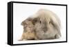 Young Windmill-Eared Rabbit and Matching Guinea-Pig-Mark Taylor-Framed Stretched Canvas