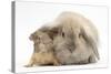 Young Windmill-Eared Rabbit and Matching Guinea-Pig-Mark Taylor-Stretched Canvas