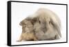 Young Windmill-Eared Rabbit and Matching Guinea-Pig-Mark Taylor-Framed Stretched Canvas