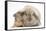 Young Windmill-Eared Rabbit and Matching Guinea-Pig-Mark Taylor-Framed Stretched Canvas