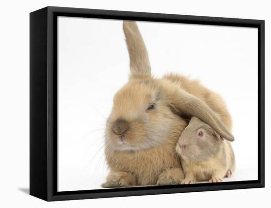 Young Windmill-Eared Rabbit and Matching Guinea-Pig-Mark Taylor-Framed Stretched Canvas
