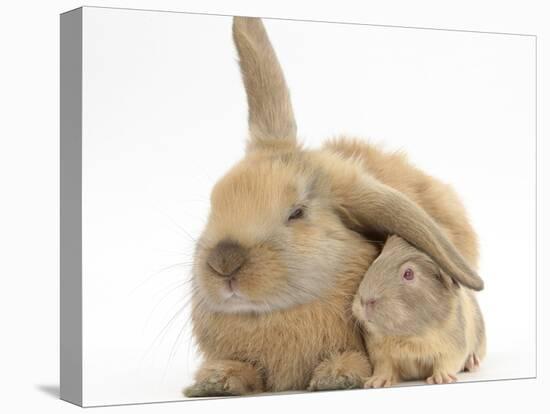 Young Windmill-Eared Rabbit and Matching Guinea-Pig-Mark Taylor-Stretched Canvas