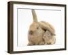 Young Windmill-Eared Rabbit and Matching Guinea-Pig-Mark Taylor-Framed Photographic Print