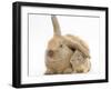 Young Windmill-Eared Rabbit and Matching Guinea-Pig-Mark Taylor-Framed Photographic Print