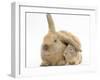 Young Windmill-Eared Rabbit and Matching Guinea-Pig-Mark Taylor-Framed Photographic Print