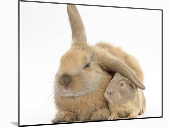 Young Windmill-Eared Rabbit and Matching Guinea-Pig-Mark Taylor-Mounted Photographic Print