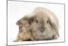 Young Windmill-Eared Rabbit and Matching Guinea-Pig-Mark Taylor-Mounted Photographic Print