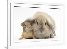 Young Windmill-Eared Rabbit and Matching Guinea-Pig-Mark Taylor-Framed Photographic Print