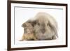 Young Windmill-Eared Rabbit and Matching Guinea-Pig-Mark Taylor-Framed Photographic Print