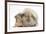 Young Windmill-Eared Rabbit and Matching Guinea-Pig-Mark Taylor-Framed Photographic Print