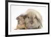 Young Windmill-Eared Rabbit and Matching Guinea-Pig-Mark Taylor-Framed Photographic Print