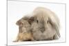 Young Windmill-Eared Rabbit and Matching Guinea-Pig-Mark Taylor-Mounted Photographic Print