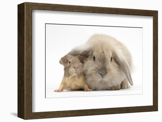 Young Windmill-Eared Rabbit and Matching Guinea-Pig-Mark Taylor-Framed Photographic Print