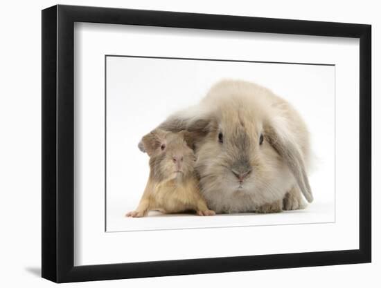 Young Windmill-Eared Rabbit and Matching Guinea-Pig-Mark Taylor-Framed Photographic Print