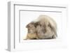 Young Windmill-Eared Rabbit and Matching Guinea-Pig-Mark Taylor-Framed Photographic Print
