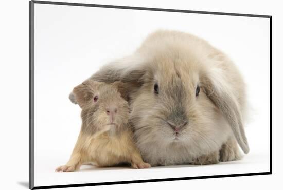 Young Windmill-Eared Rabbit and Matching Guinea-Pig-Mark Taylor-Mounted Photographic Print