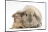 Young Windmill-Eared Rabbit and Matching Guinea-Pig-Mark Taylor-Mounted Photographic Print