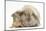 Young Windmill-Eared Rabbit and Matching Guinea-Pig-Mark Taylor-Mounted Photographic Print