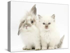 Young Windmill-Eared Rabbit and Matching Kitten-Mark Taylor-Stretched Canvas