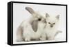 Young Windmill-Eared Rabbit and Matching Kitten-Mark Taylor-Framed Stretched Canvas